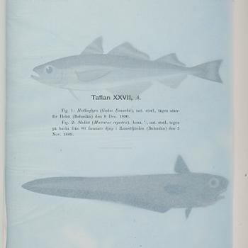 F.A.SMITT, 2 vol, Skandinaviens fiskar målade af W. von Wright, Taflor, Stockholm 1892-95.