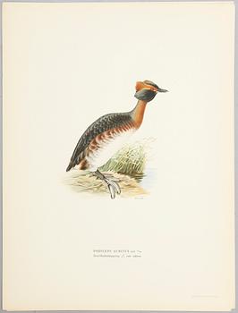 LITOGRAFISKA TRYCK, ca 30 st, ur M och W von Wright, Svenska fåglar.