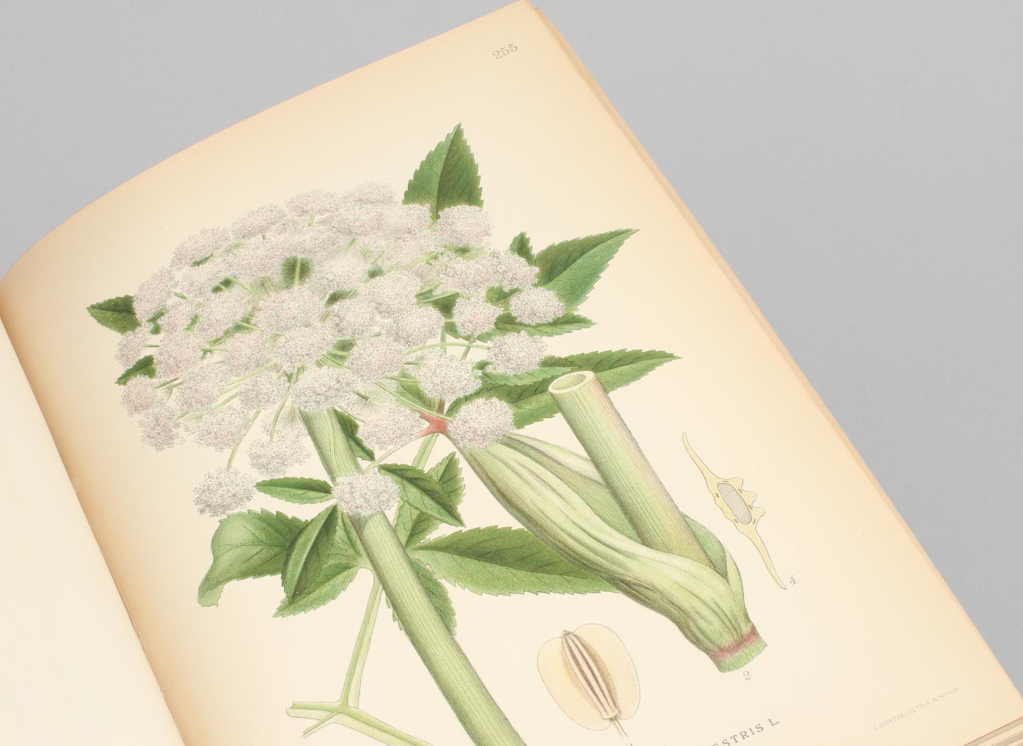 BÖCKER, 3 volymer C.A.M Lindman. "Bilder ur Nordens Flora". C. A. M. Lindman, Wahlström & Widstrand, 1922-1926.