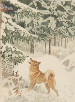 Harald Wiberg, Finnish Spitz with capercaillie hen.