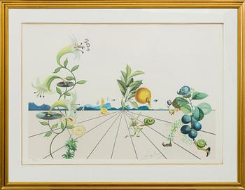 SALVADOR DALÍ, lithograph in colours, signed and numbered.