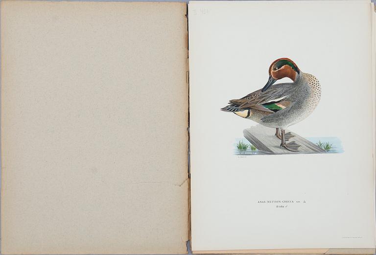 BRÖDERNA VON WRIGHT, ca 30 häften, litografiska tryck, "Svenska fåglar", ca 1920.