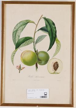 TRYCK, 5 ST. Frankrike, 1800/1900-tal.