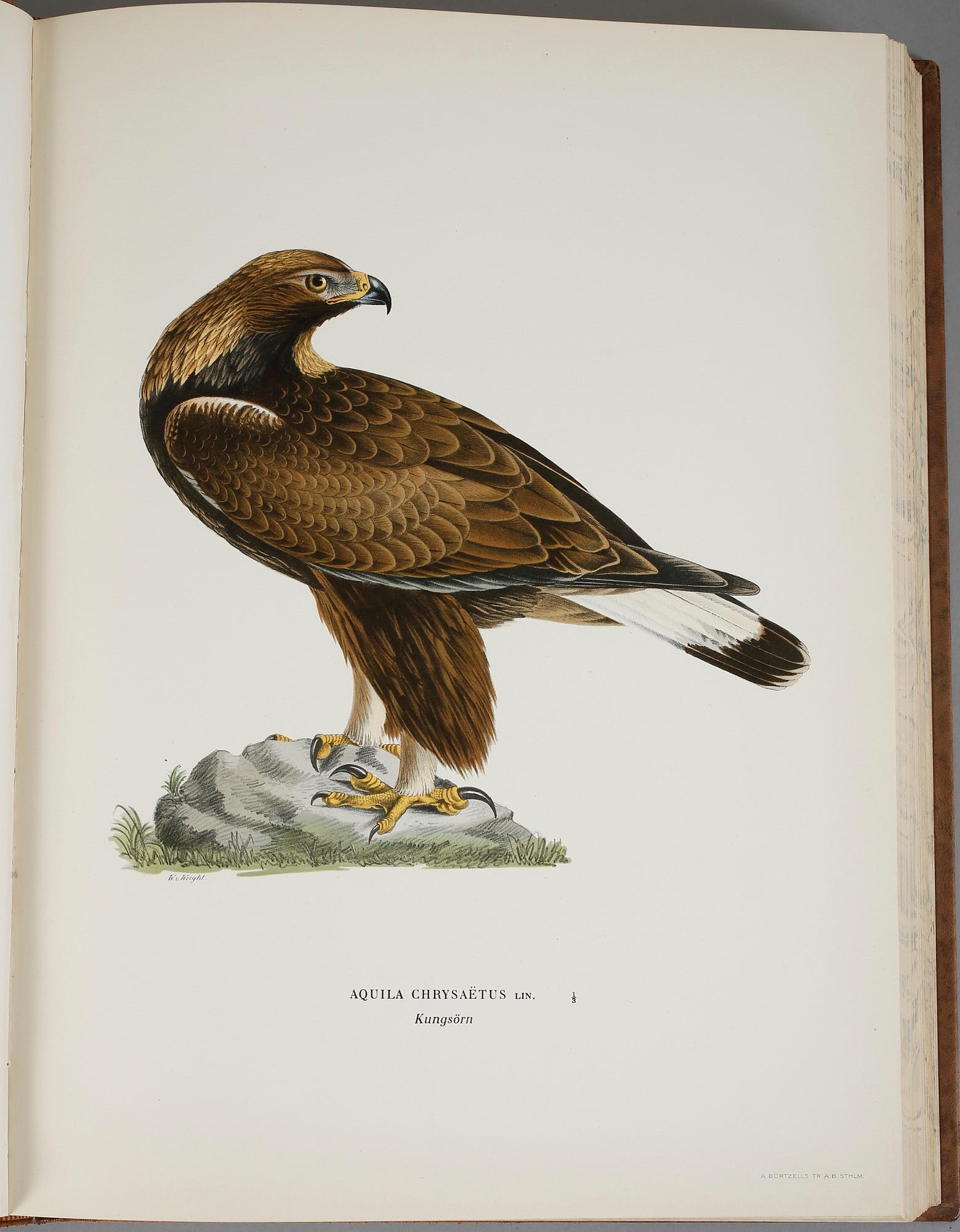 BÖCKER, 3 volymer, M., W. och F. von Wright, "Svenska Fåglar". Andra upplagan, 1929. Förlaget Svenska Fåglar.