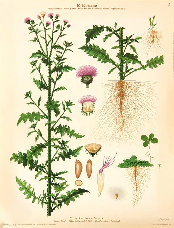 Emil Korsmo, 24 lithographic weed posters.