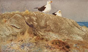696. Bruno Liljefors, "Havstrutar" (Great black-backed gulls).