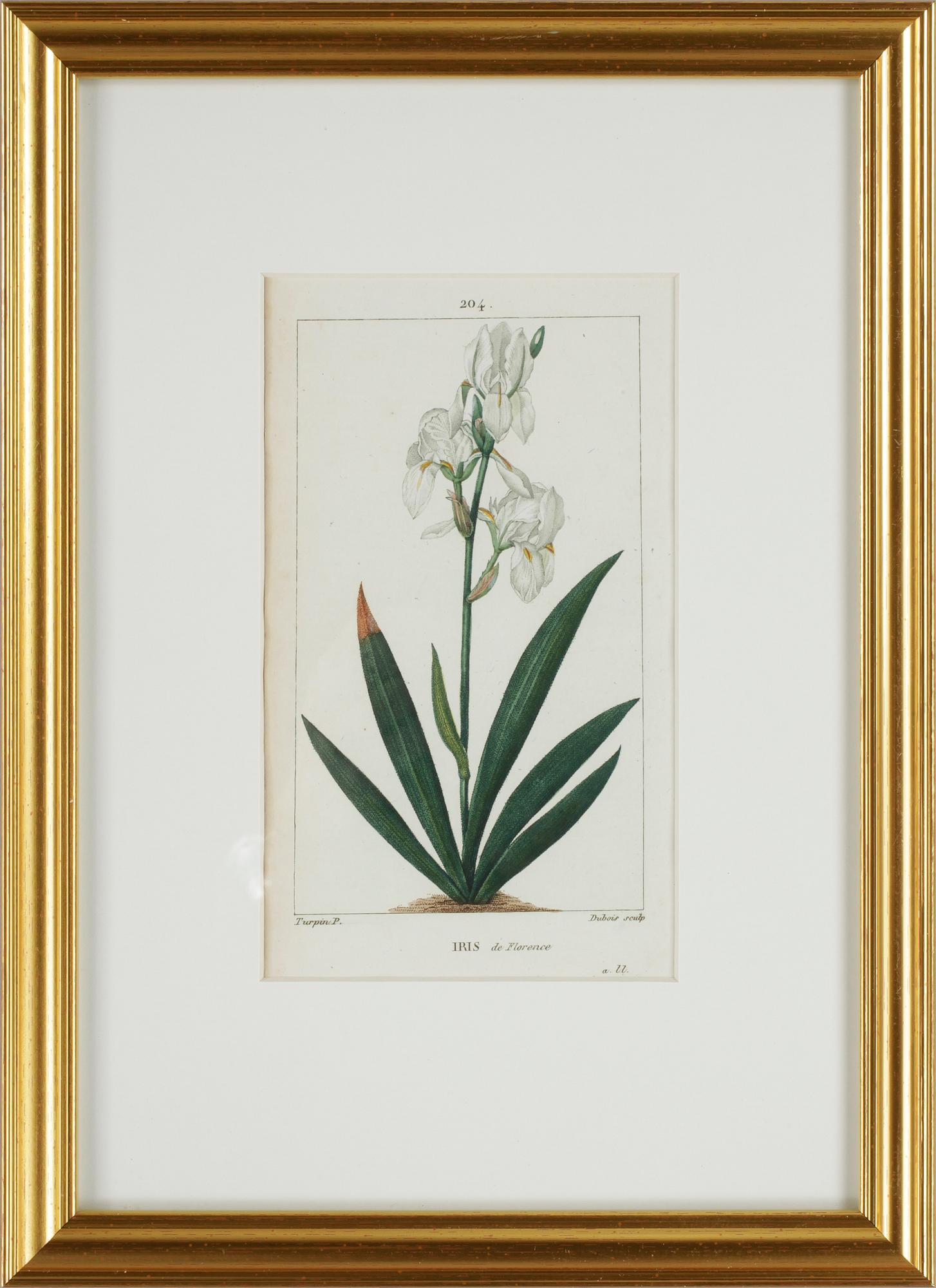 HANDKOLORERADE GRAVYRER, 6 st ur "Flore Médicale" av P.J.F.Turpin mfl, Paris 1814-1818.