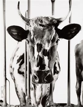 302. Hendrik Zeitler, "#0368 ur De utvalda / The Chosen Ones II", 2005.