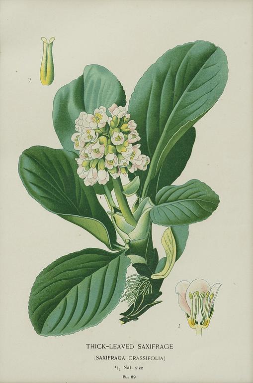 Lithographs, 3+1, late 19th century.