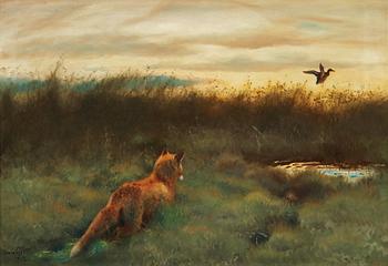 Bruno Liljefors, Fox and duck.