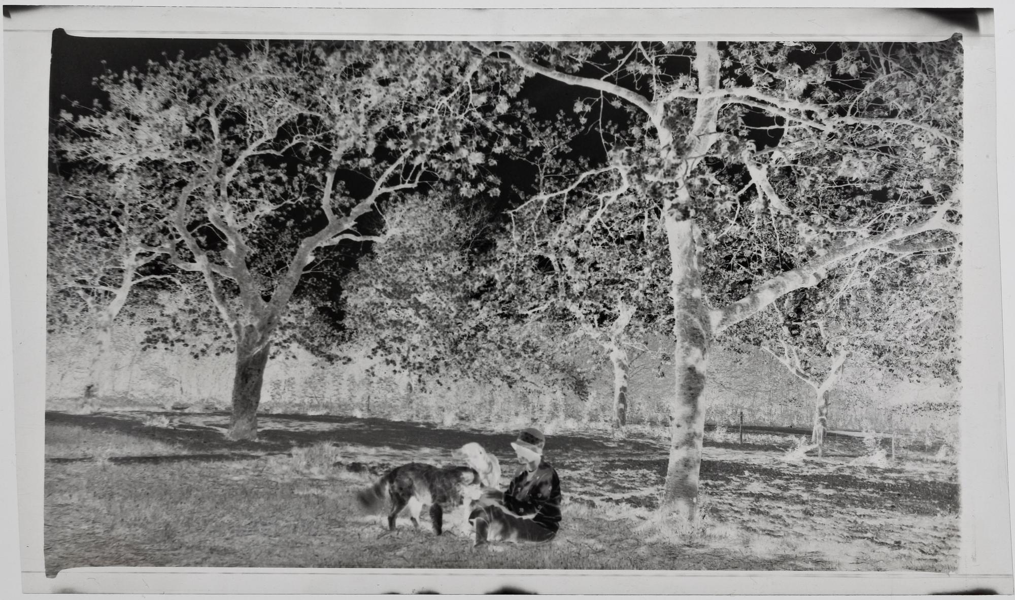 FOTONEGATIV, 8 st, Danmark, troligen 1920-30-tal.