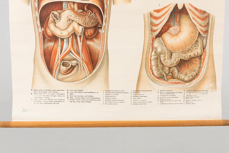 ANATOMISK PLANSCH 1900-talets början.