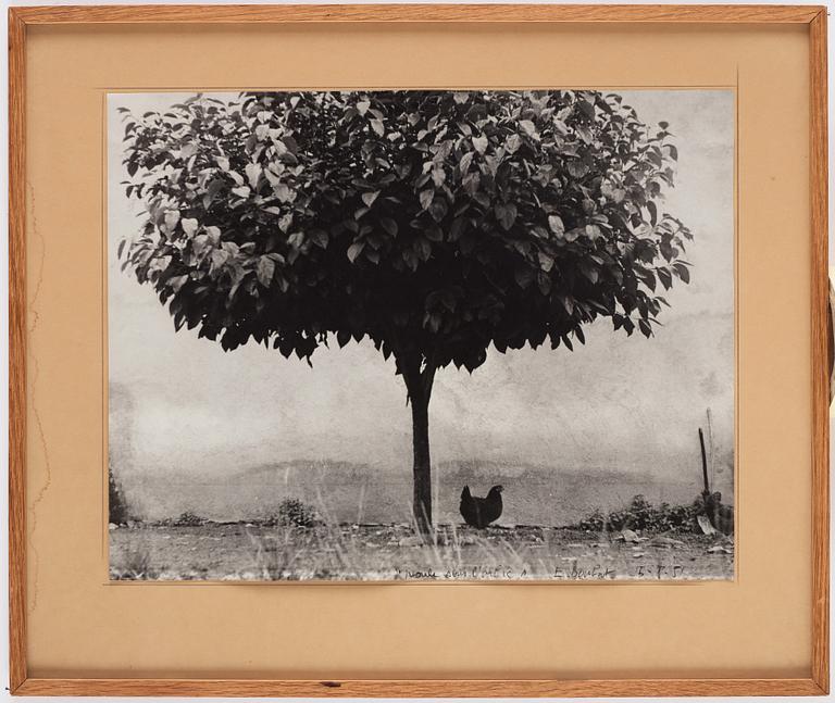 Edouard Boubat, "La Poule et L’Arbre, France", 1950.