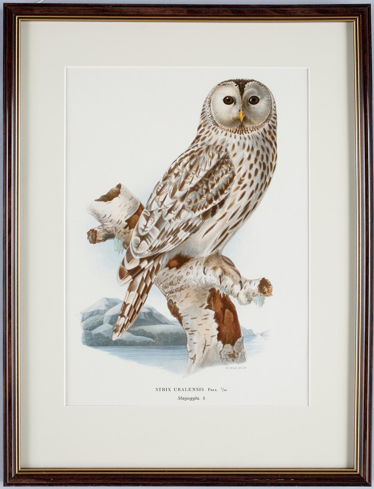 WILHELM & MAGNUS, VON WRIGHT, färglitografi, 4st, 1920.