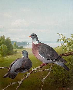 217. Ferdinand von Wright, PIGEONS.