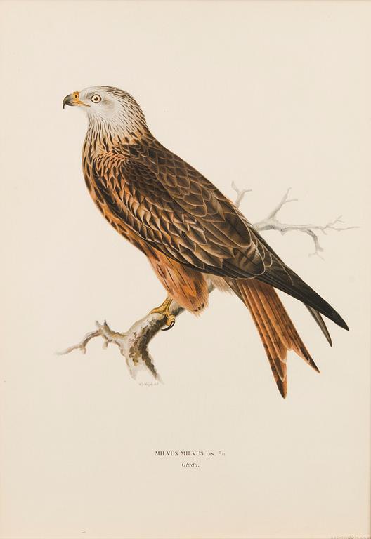 LITHOGRAPHS, 4 pcs, after Wilhelm von Wright and Bror Hallberg. A. Börtzell, Stockholm.