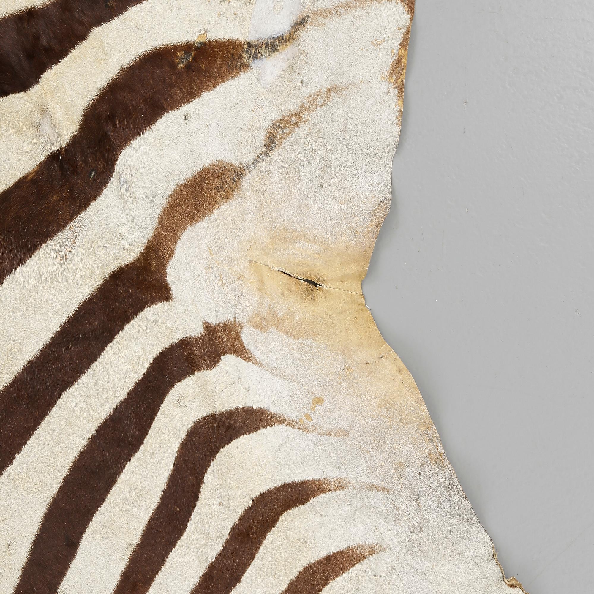 ZEBRASKINN, omkring 1900-talets mitt.