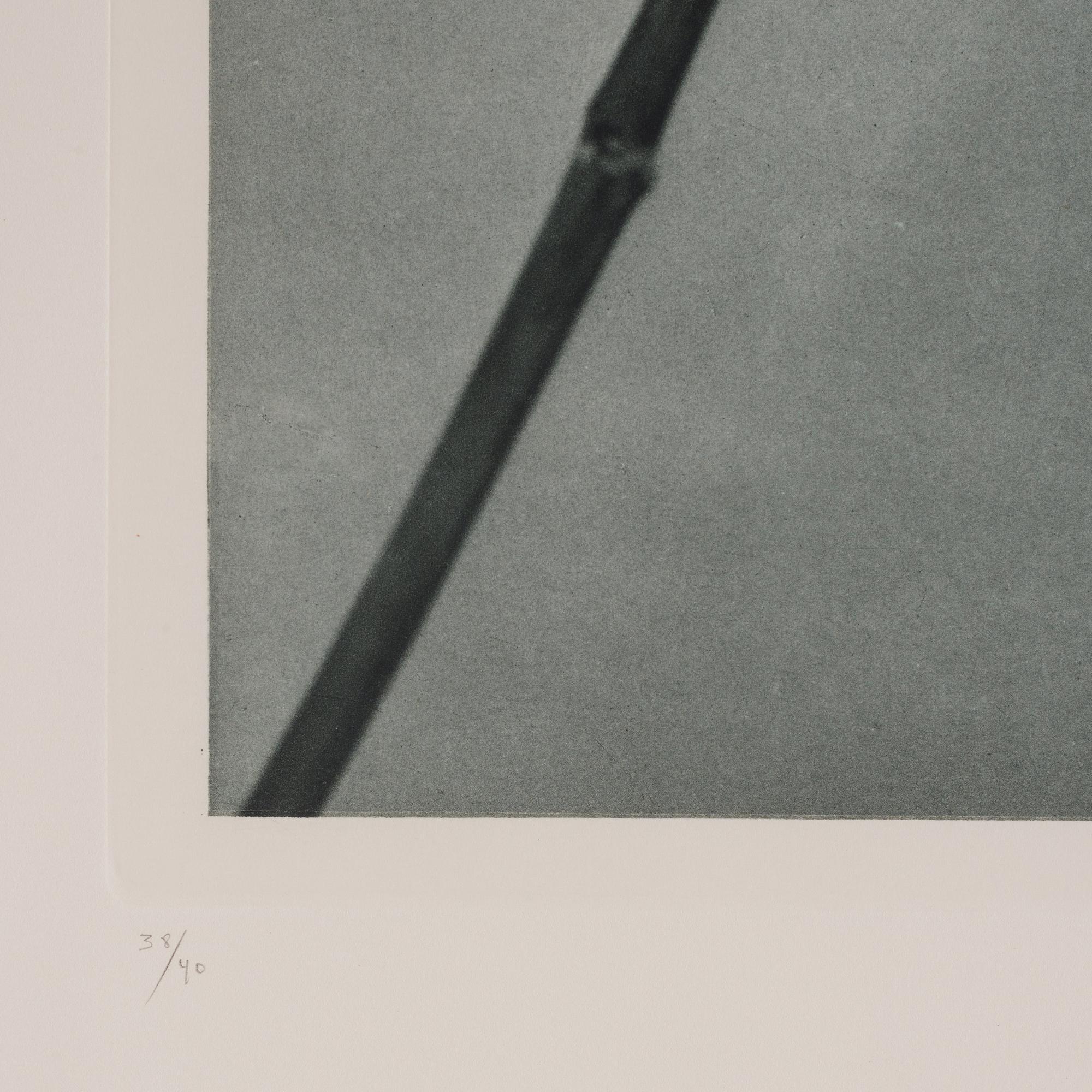 Robert Mapplethorpe, "Untitled (Lily)", 1983.