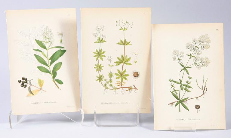 PARTI GRAFIK, bl a Meyer, Lindman, Nordiska tavlor, mm.