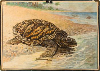 6 teaching posters with animals and plants, around 1950.