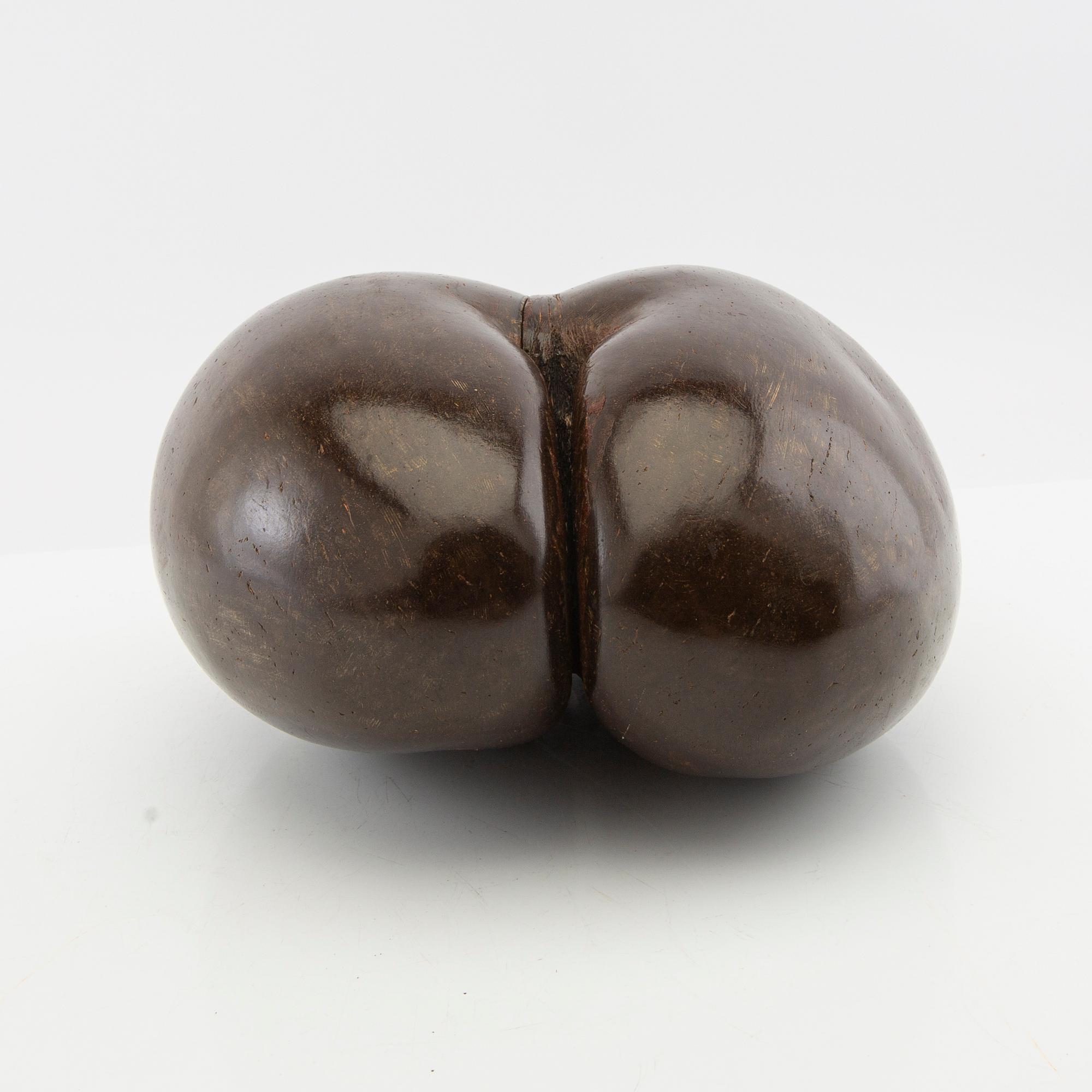 Dubbelkokosnöt, så kallad Coco de Mer, Lodoicea maldivica.