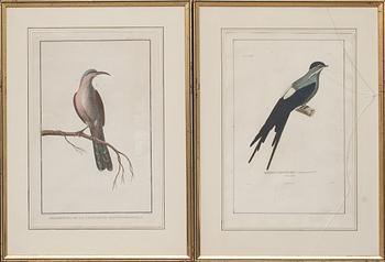 KOPPARSTICK, 3+1 st, handkolorerade. Bland annat "Promerops de la Californie Septentrionale"gravör Le Pagelet. 1700-tal.
