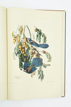 Audubon’s Birds of America.