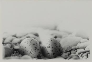 Dick Clevestam, "Stenrede med ägg av Strandpipare".
