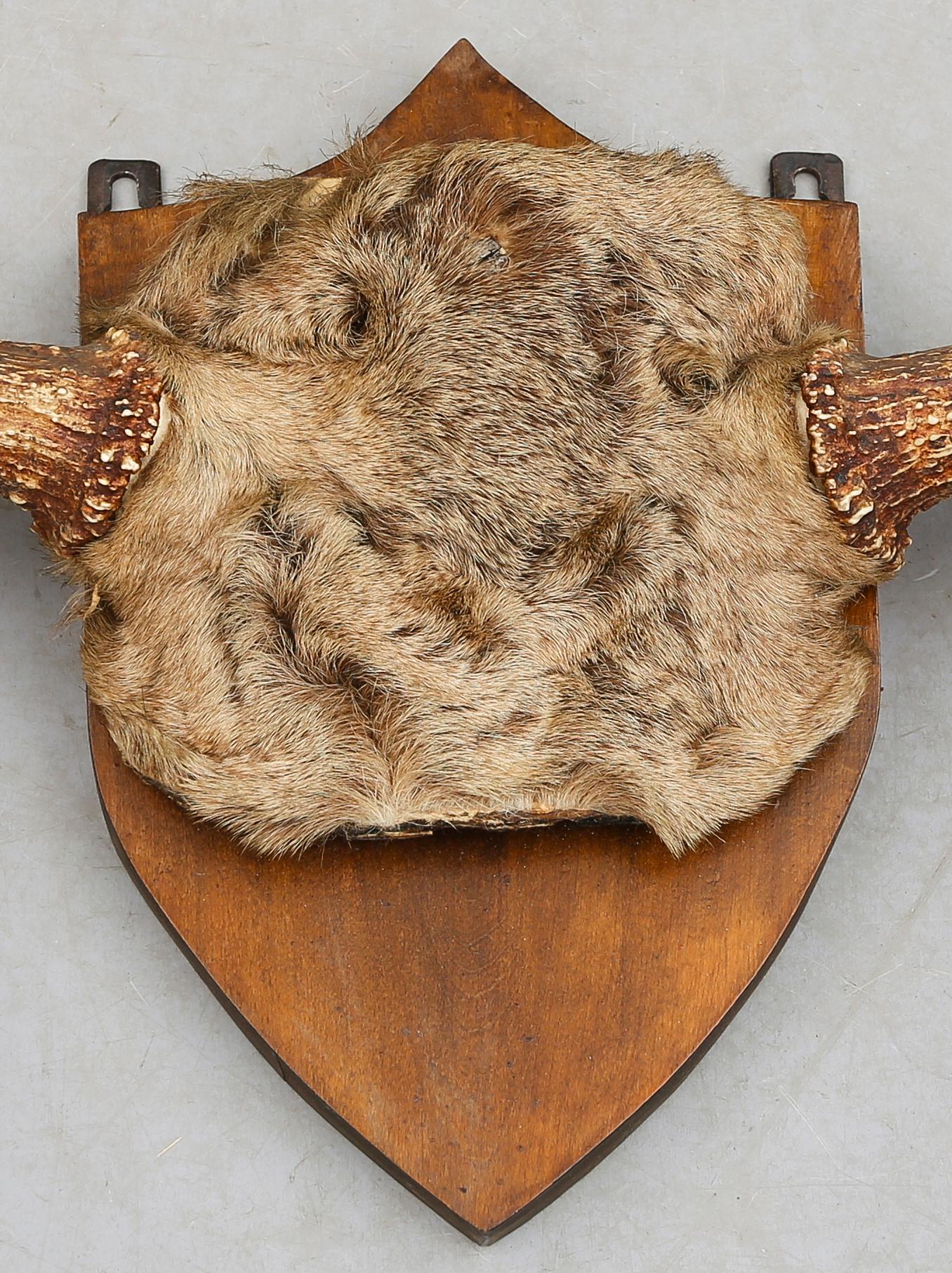 ÄLGHORN, 1900-tal.
