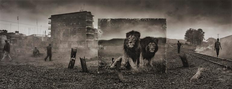 Nick Brandt, "Railway Line With Lion Brothers", 2015.