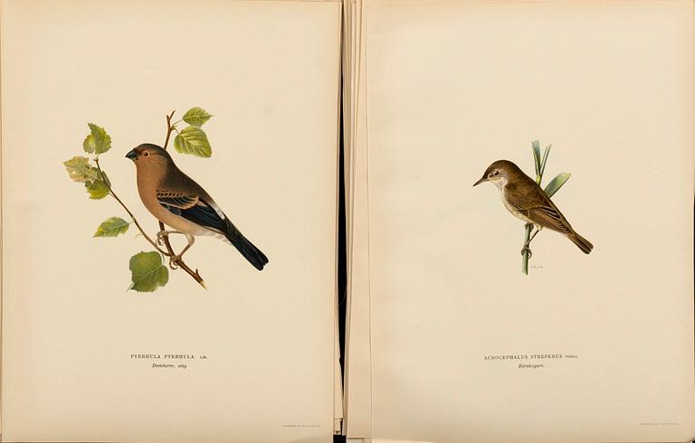 LITOGRAPHS, 144 pcs from M and W von Wrights "Svenska fåglar" vol I, A. Börtzells, Stockholm,