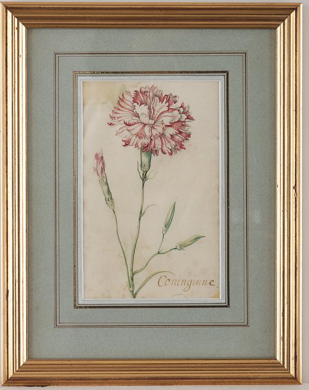 Jacob Marrel Attributed to, Study of flowers (7).