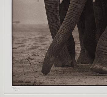 Nick Brandt, "Elephant Five, Amboseli", 2008.