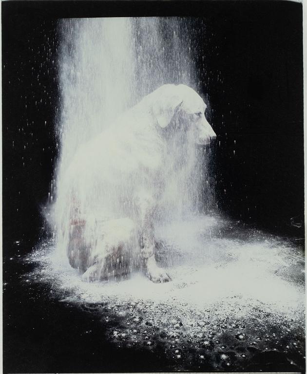 William Wegman, "Dusted", 1988.
