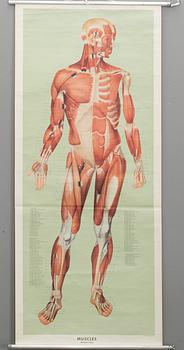 SKOLPLANSCH, "Muscles" Ernst Klett Verlag Stuttgart 1961.