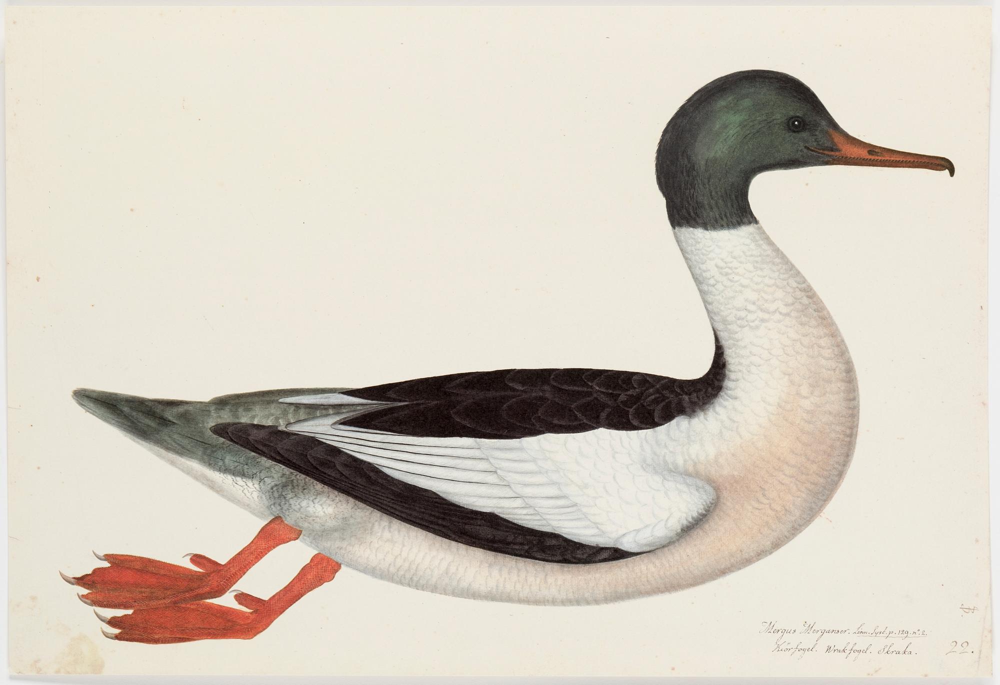 Olof Rudbeck A portfolio and two books, 1985. 35 litographs in color.