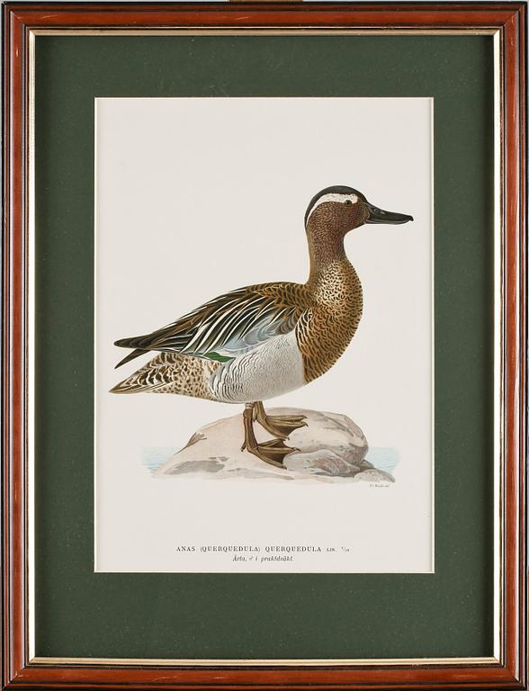 PARTI LITOGRAFISKA TRYCK, 4 st, efter Wilhelm von Wright, 1900-tal.