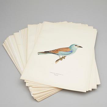 LITOGRAFISKA TRYCK, ca 100 st, ur von Wrights "Svenska fåglar", utgivna av A Börtzells, 1920-tal.