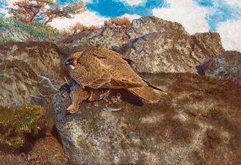 694. Bruno Liljefors, "Young Falcon with young Partridge".