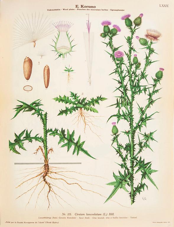 Emil Korsmo, 31 lithographic weed plates.