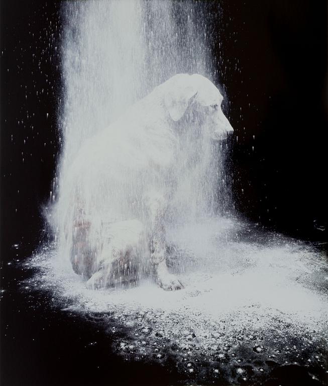 William Wegman, "Dusted".