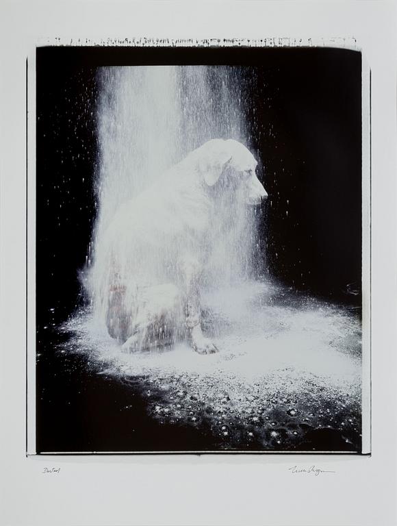 William Wegman, "Dusted".