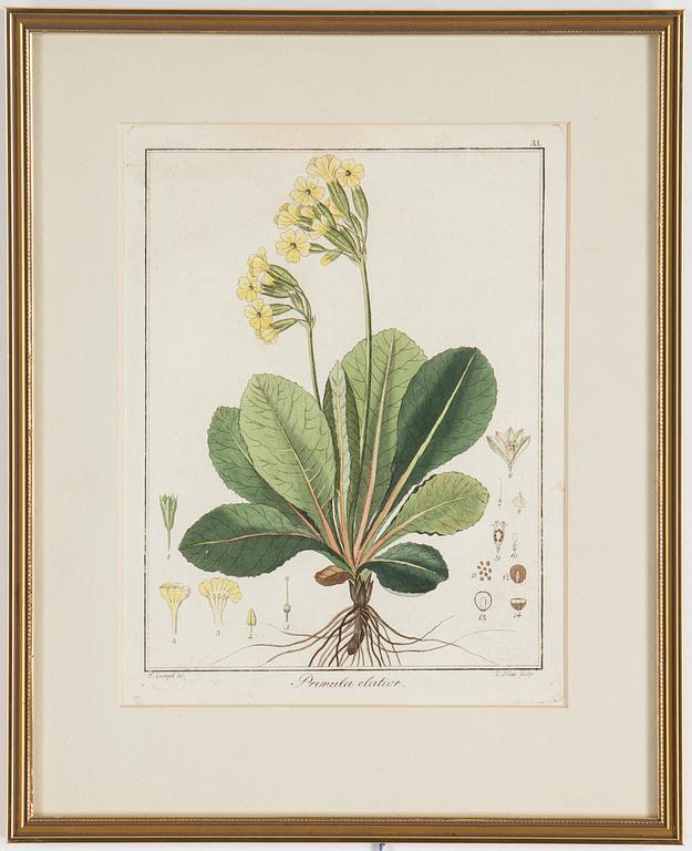 Four 18th century hand coloured engravings.