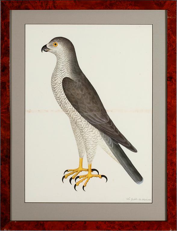 RUDBECK, OLOF D.Y, efter, 5 st, faksimil av fågelplanscher, 1900-talets andra hälft.