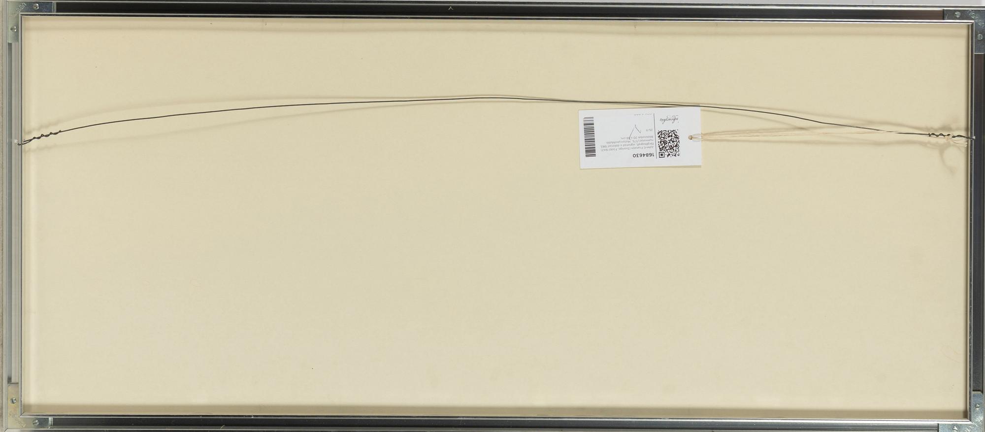 John-E Franzén, "Slagsmålet".