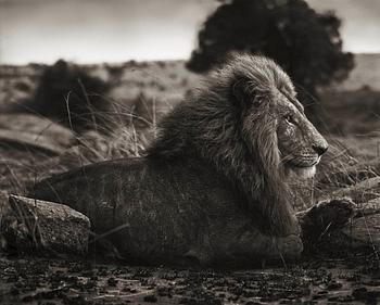 232. Nick Brandt, "Lion on Burned Ground, Serengeti, 2012".