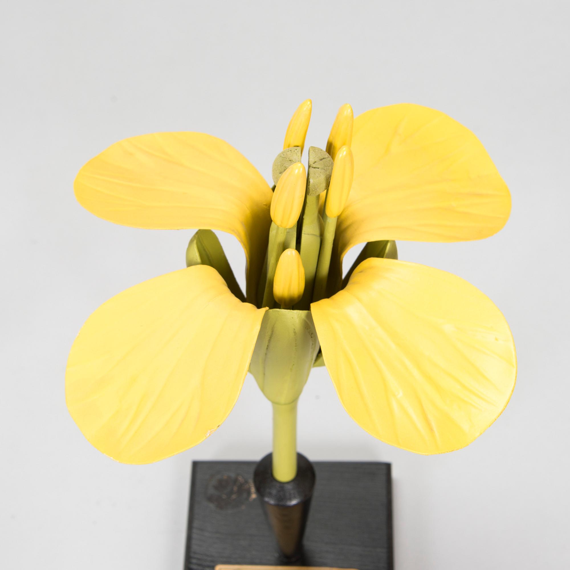 Robert Brendel & Carl Leopold Lohmeyer, A set of 4 educational materials / sculptures, "Botanic Flowers" by R. Bredel. Poland, turn of the 20th century.