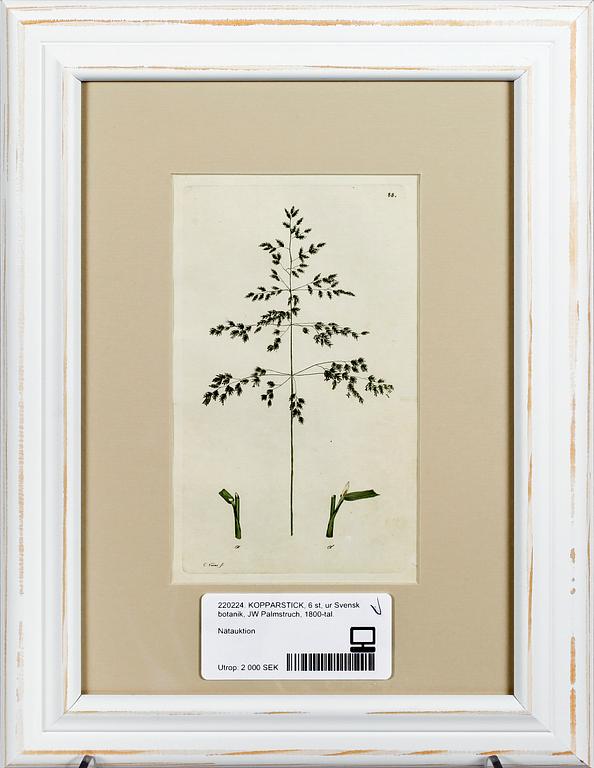 KOPPARSTICK, 6 st, ur Svensk botanik, JW Palmstruch, 1800-tal.