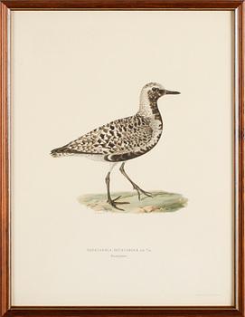 LITOGRAFISKA TRYCK, 13 st, ur von Wrights "Svenska fåglar", A. Börtzells, Stockholm.