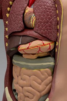 ANATOMISK MODELL, 1900-tal.